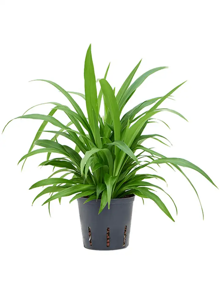 Хлорофитум D13 H45 - Chlorophytum comosum Lemon