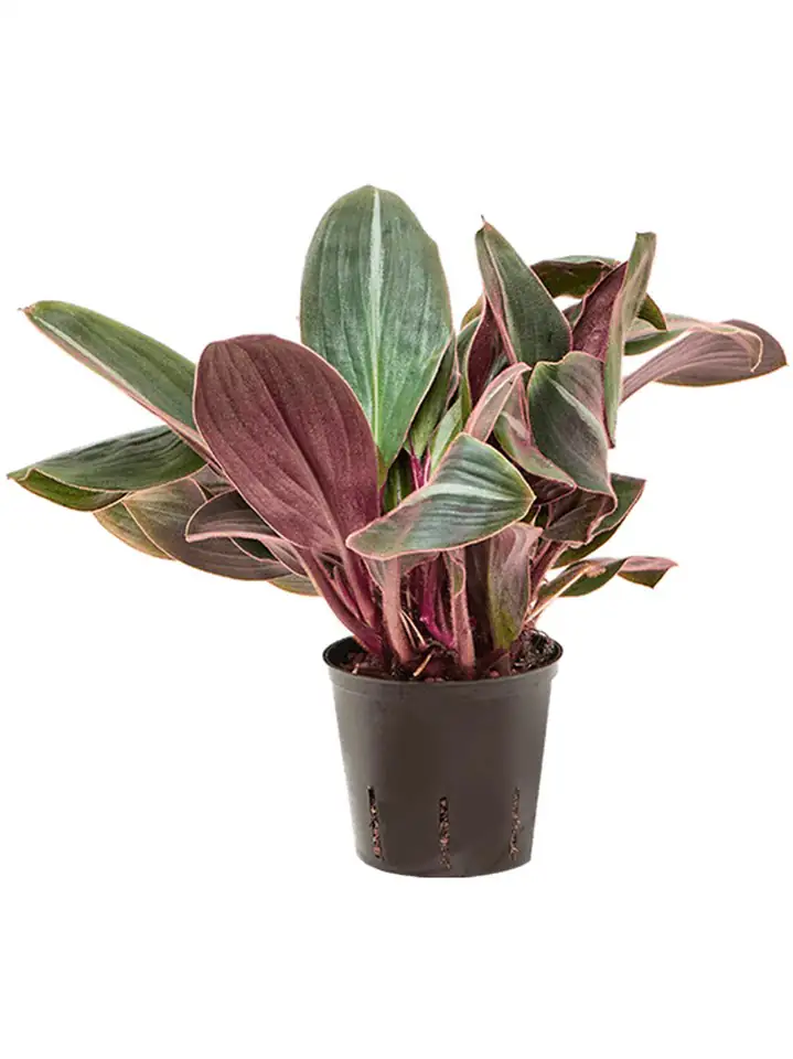 Сидерасис D13 H30 - Siderasis fuscata