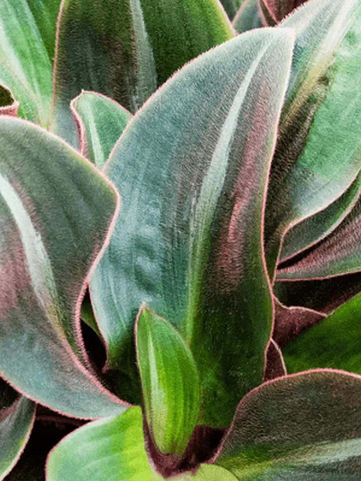 Сидерасис D13 H30 - Siderasis fuscata - Image 2