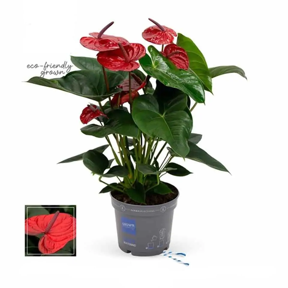 Антуриум D17 H60 - Anthurium Kama Dark Red