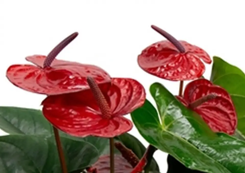 Антуриум D17 H60 - Anthurium Kama Dark Red - Image 2