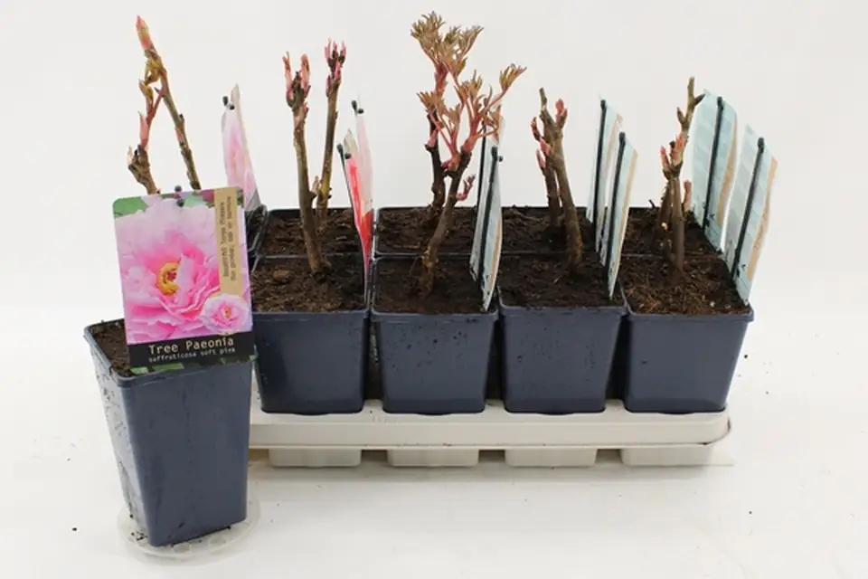 Божур D15 H30 - Paeonia suffriticosa mix