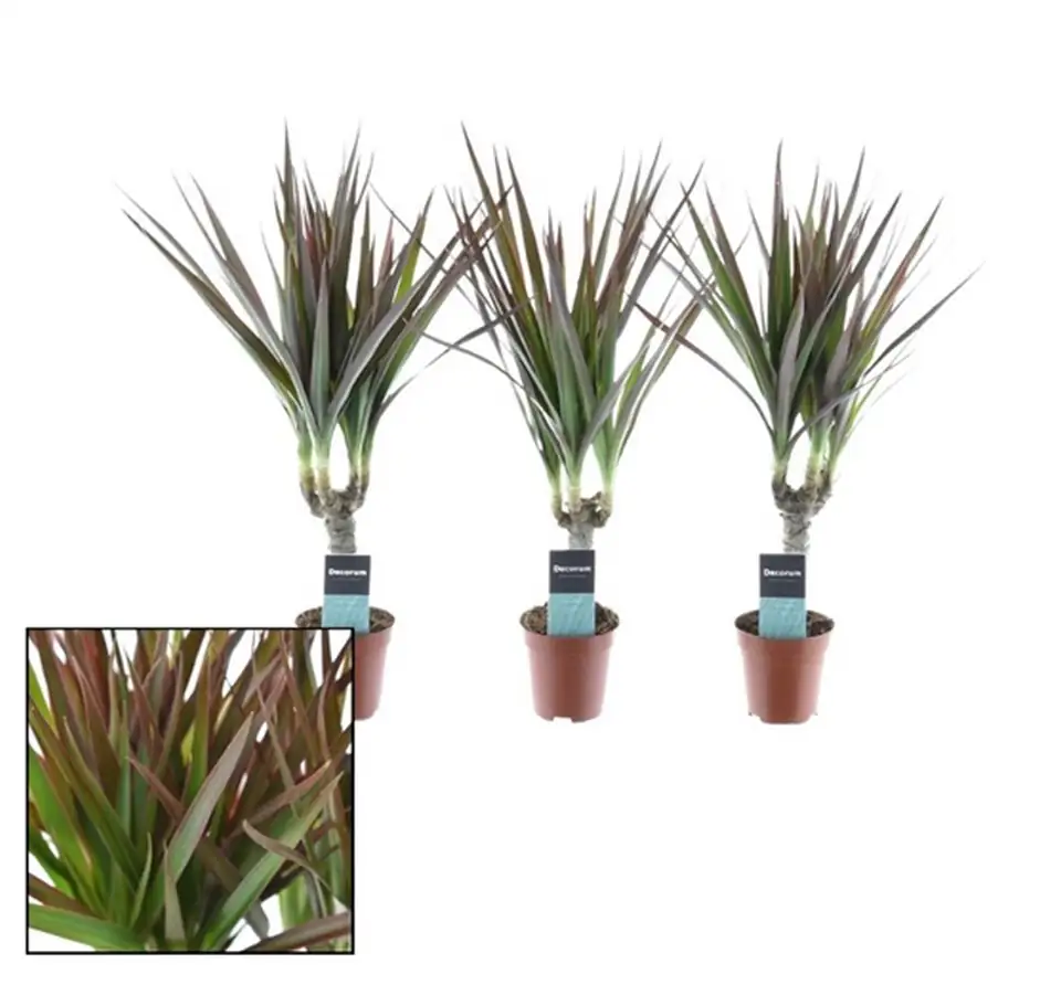 Драцена D5 H30 - Dracaena Magenta