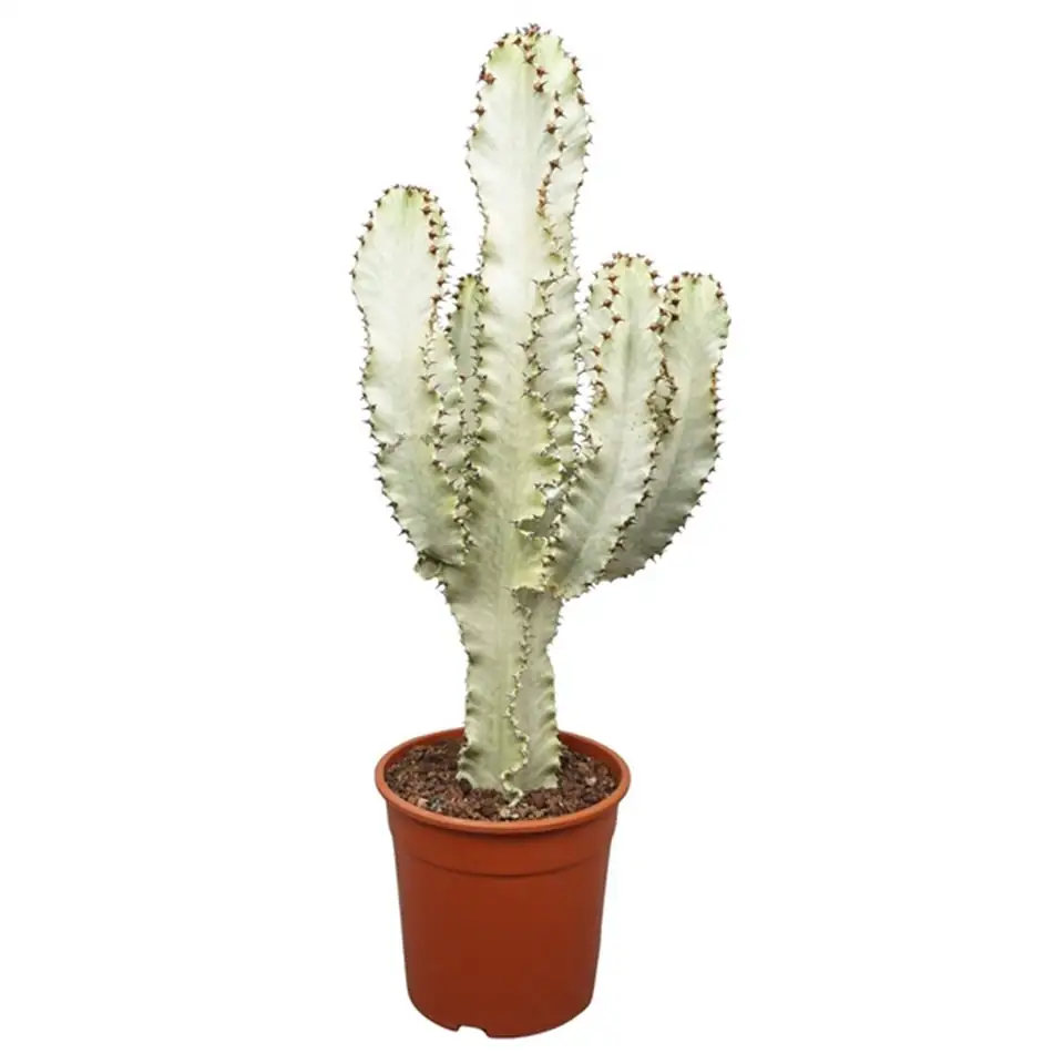Еуфорбиа D24 H75 - Euphorbia Ingens Marmorata