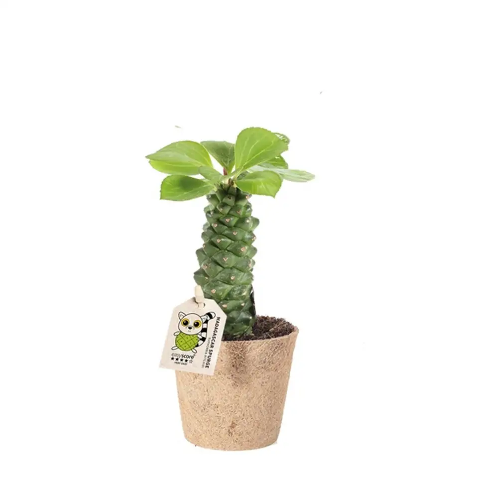 Еуфорбиа D9 H20 - Euphorbia Richie