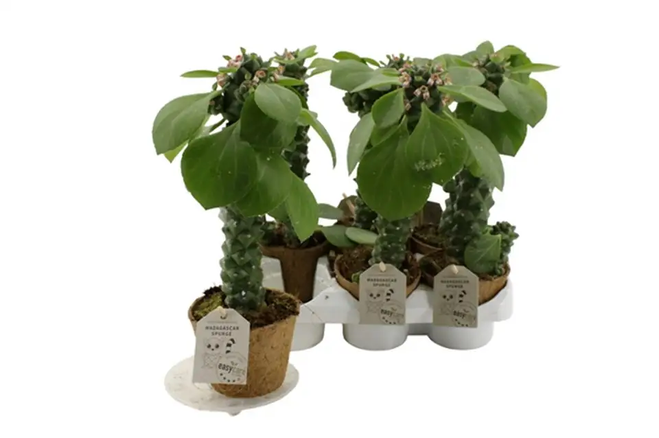 Еуфорбиа D9 H20 - Euphorbia Richie - Image 2