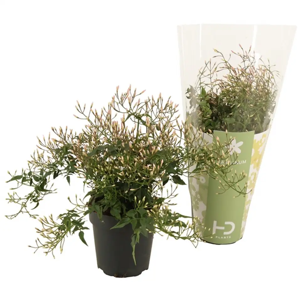 Жасмин D17 H40 - Jasminum Polyanthum