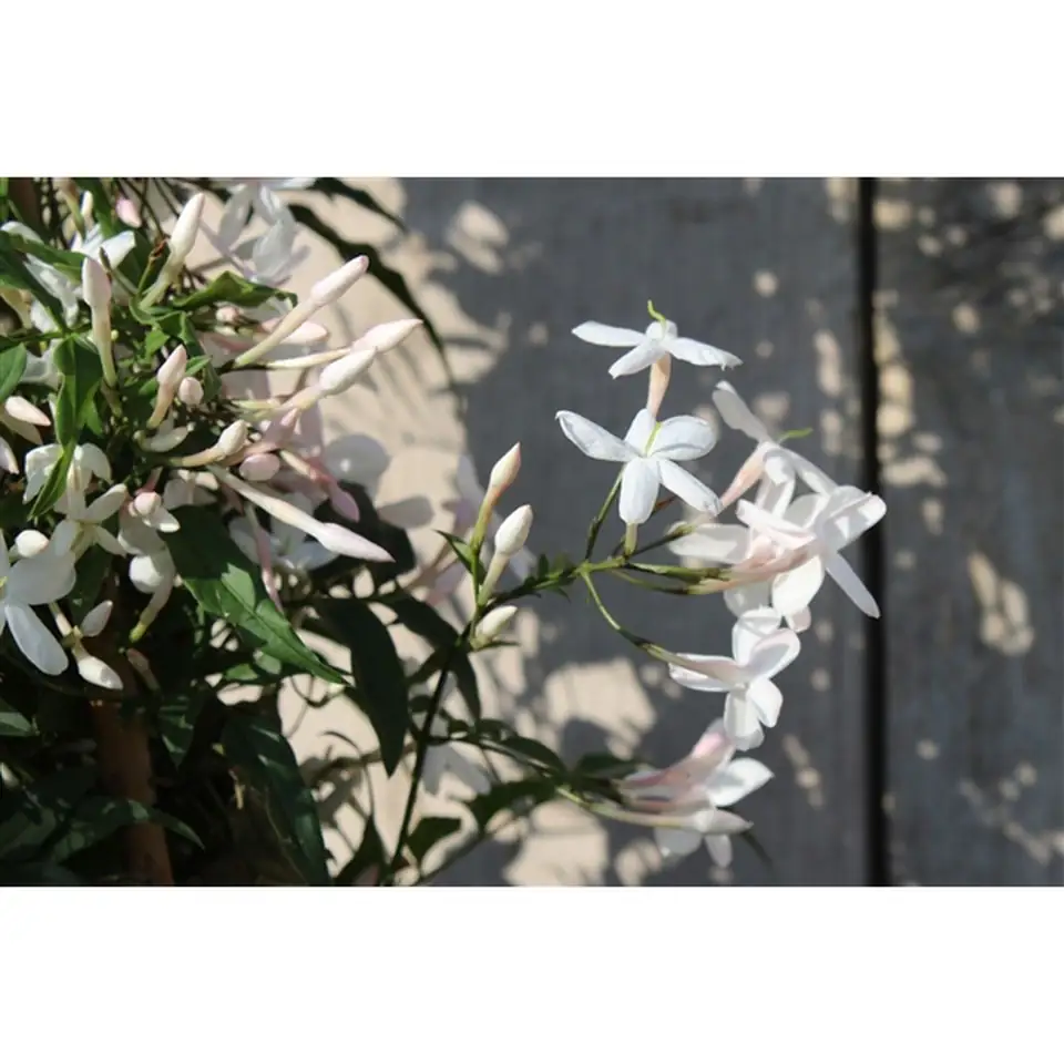 Жасмин D17 H40 - Jasminum Polyanthum - Image 2
