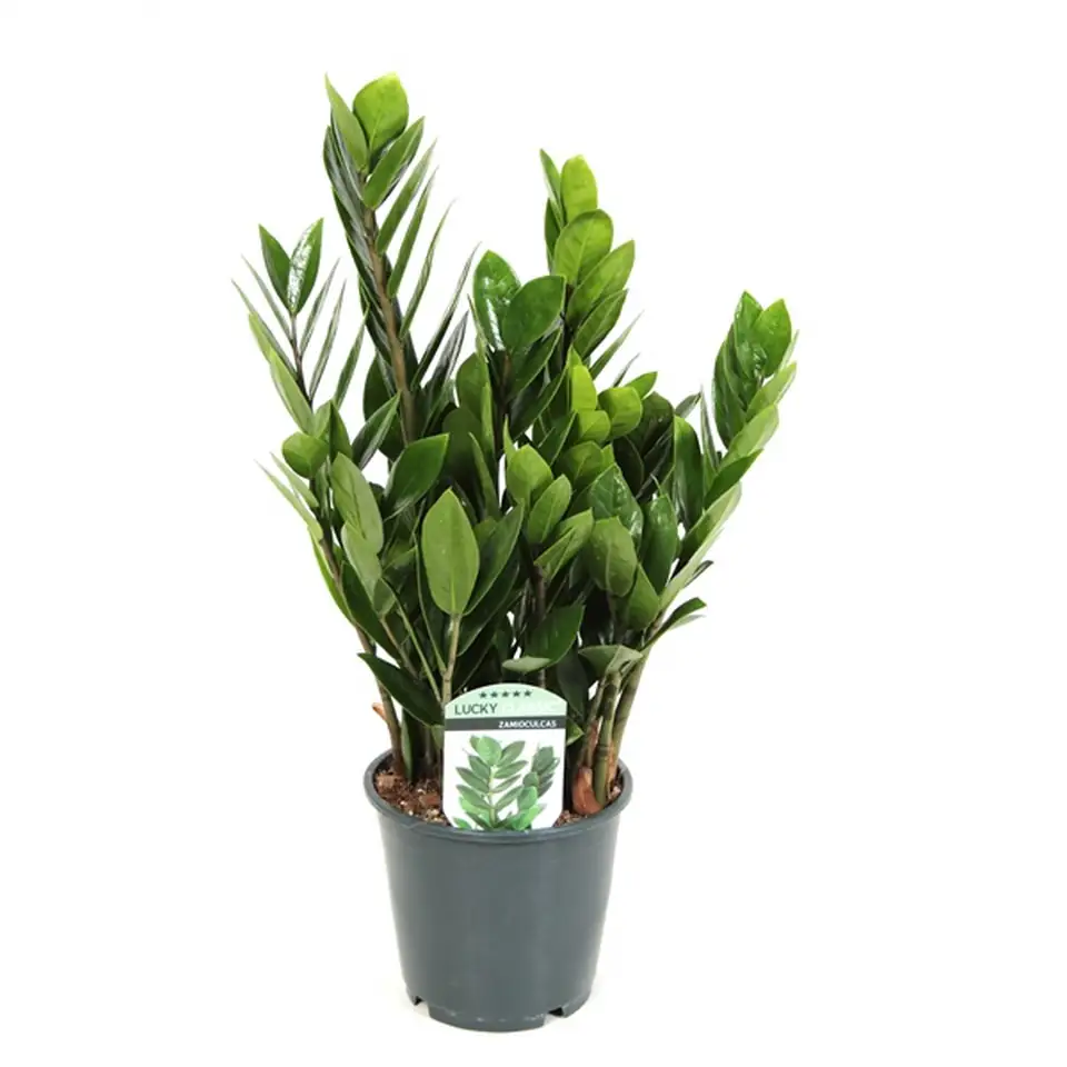Замиокулкас D14 H45 - Zamioculcas Lucky