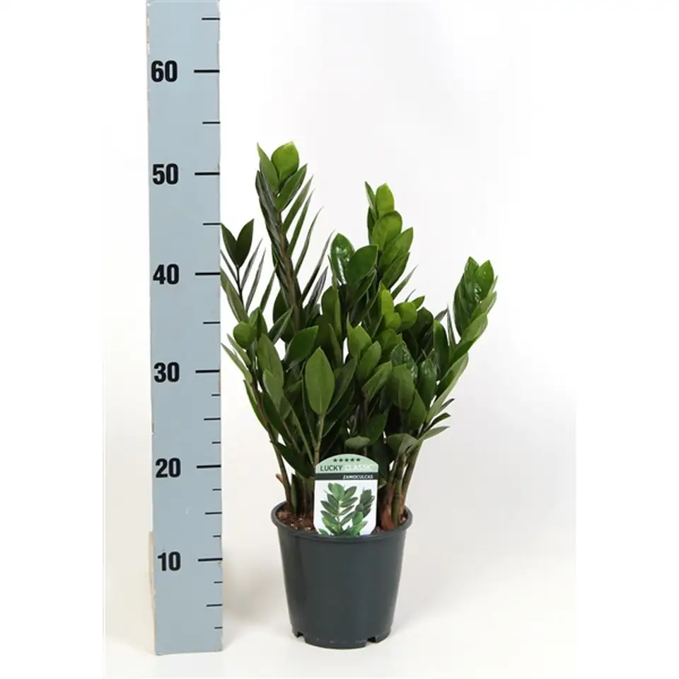 Замиокулкас D14 H45 - Zamioculcas Lucky - Image 2