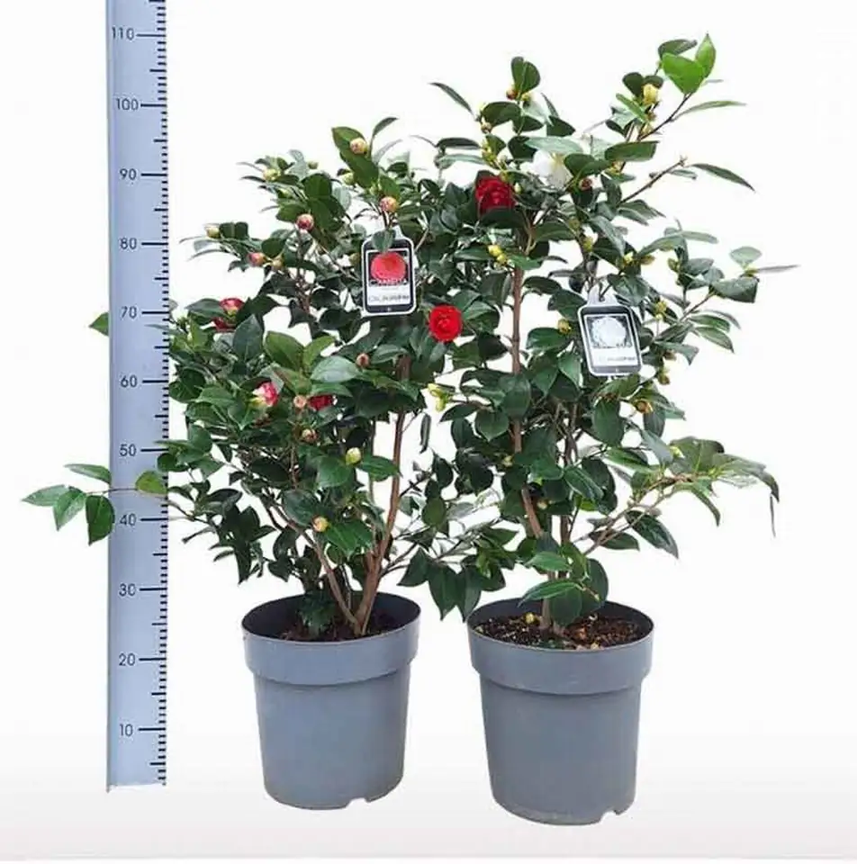 Камелия D27 H100 - Camelia japonica