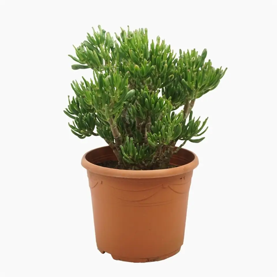 Красула D30 H60 - Crassula Ovata Gollum