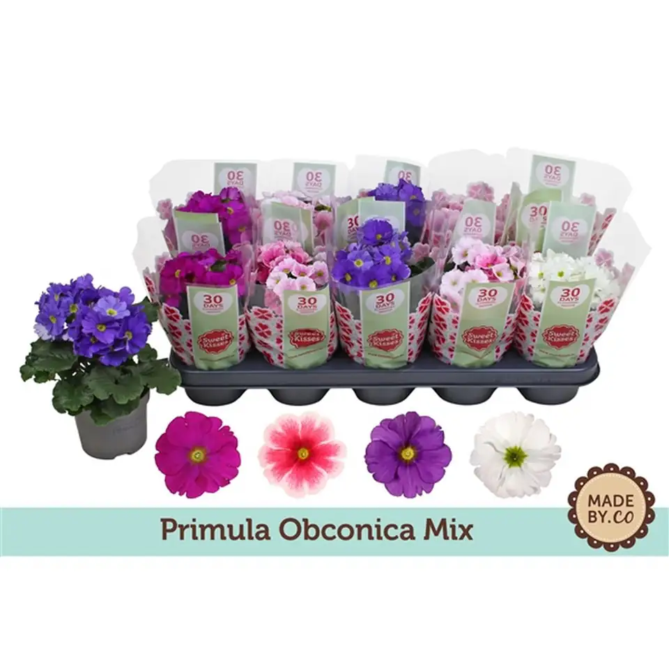 Примула D12 H25 - Primula obconica Touch Me