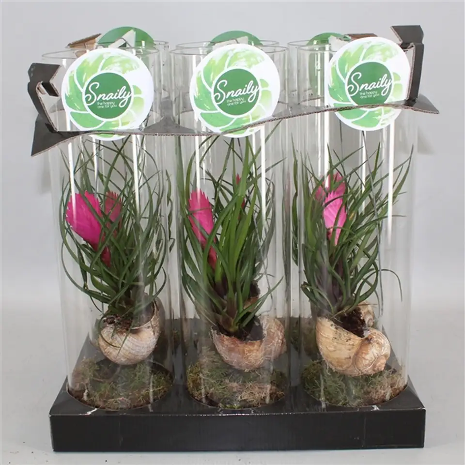 Тиландзия в стъклен цилиндър D11 H38 - Tillandsia Cyanea arrangement