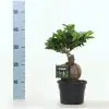 Фикус D17 H45 - Ficus Microcarpa Ginseng