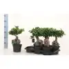 Фикус D17 H45 - Ficus Microcarpa Ginseng - Image 2