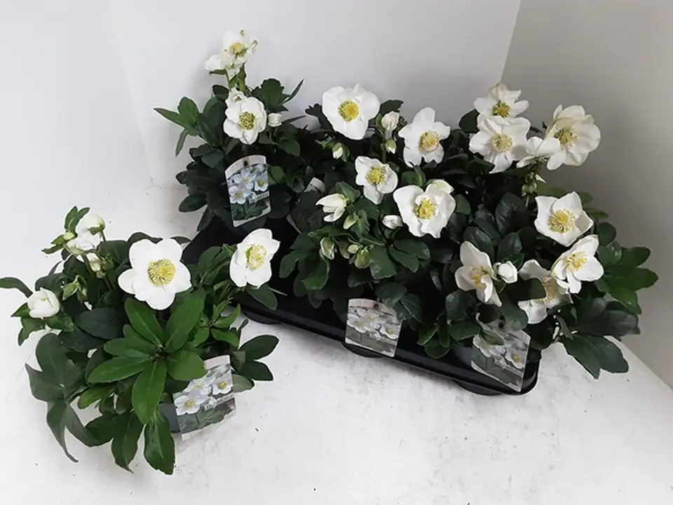 Хелеборус D15 H25 - Helleborus Christmas Carol - Image 2