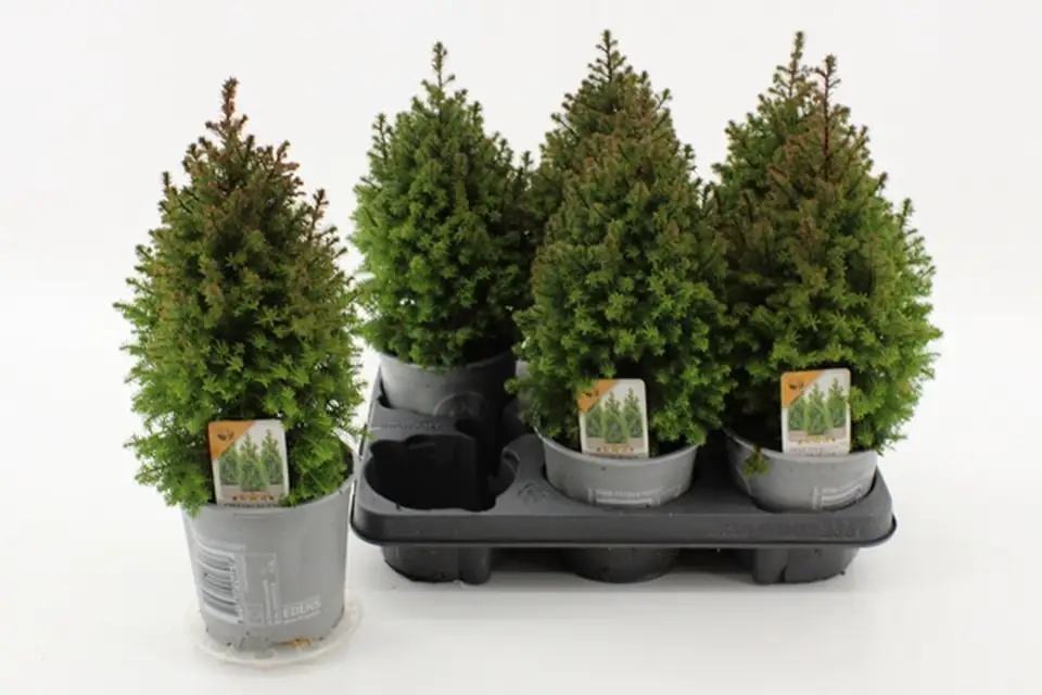 Хемаципарис D13 H40 - Chamaecyparis thyoides Spitsbergen