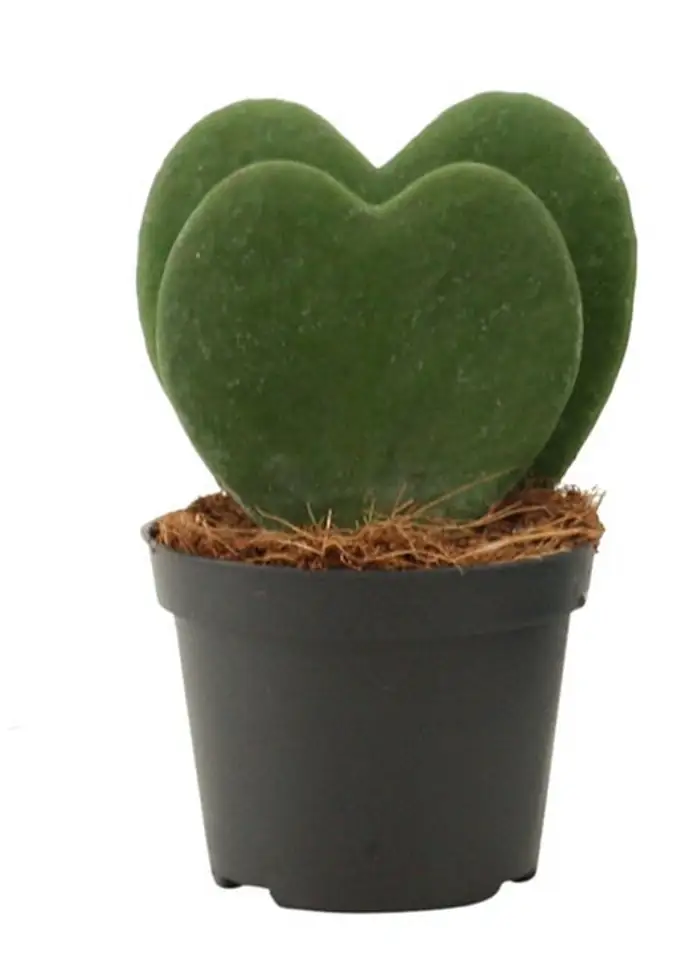 Хоя D6 H12 - Hoya Kerrii 2pp