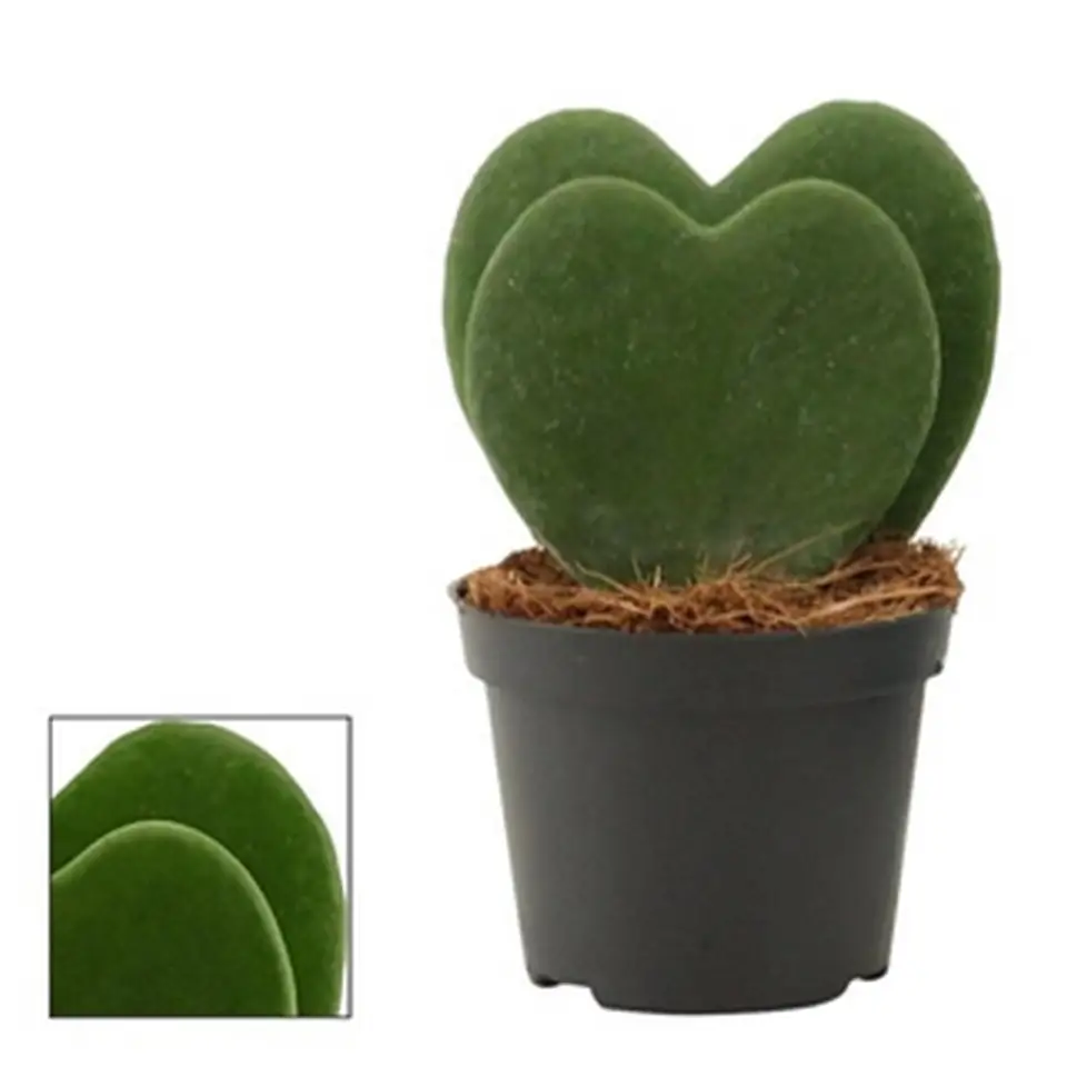 Хоя D6 H12 - Hoya Kerrii 2pp - Image 2