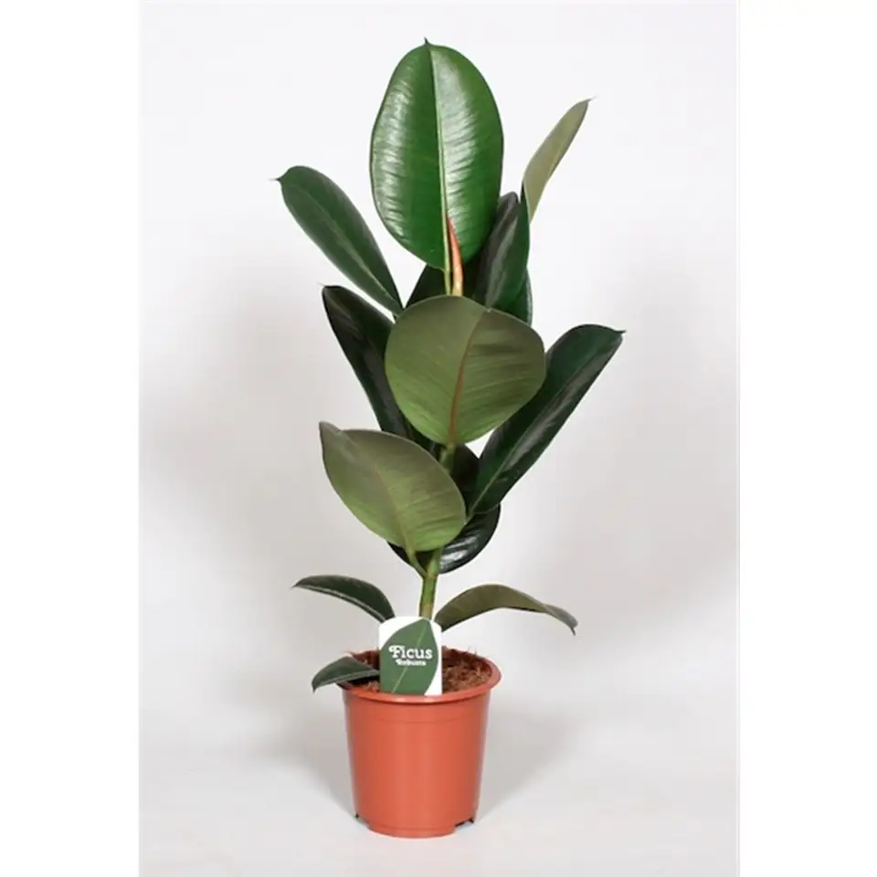Фикус D17 H70 - Ficus elastica Robusta