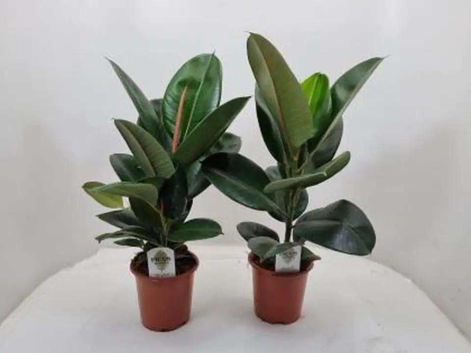 Фикус D17 H70 - Ficus elastica Robusta - Image 2