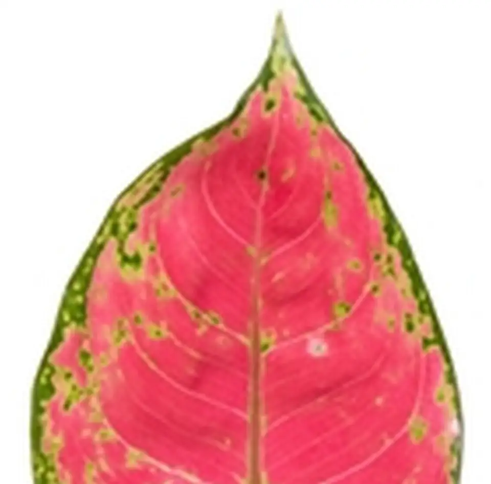 Аглонема D12 H30 - Aglaonema Red Joy - Image 2