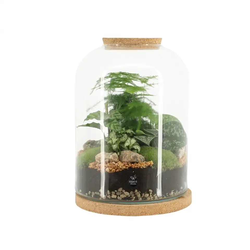 Растения в стъклен съд D24 H40 екосистема - Terrarium