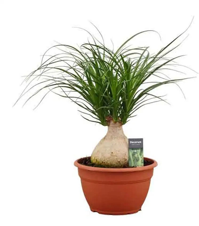 Нолина D25 H55 - Nolina Recurvata