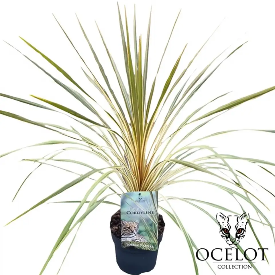 Кордилине D17 H50 - Cordyline Rorbay Dazzler
