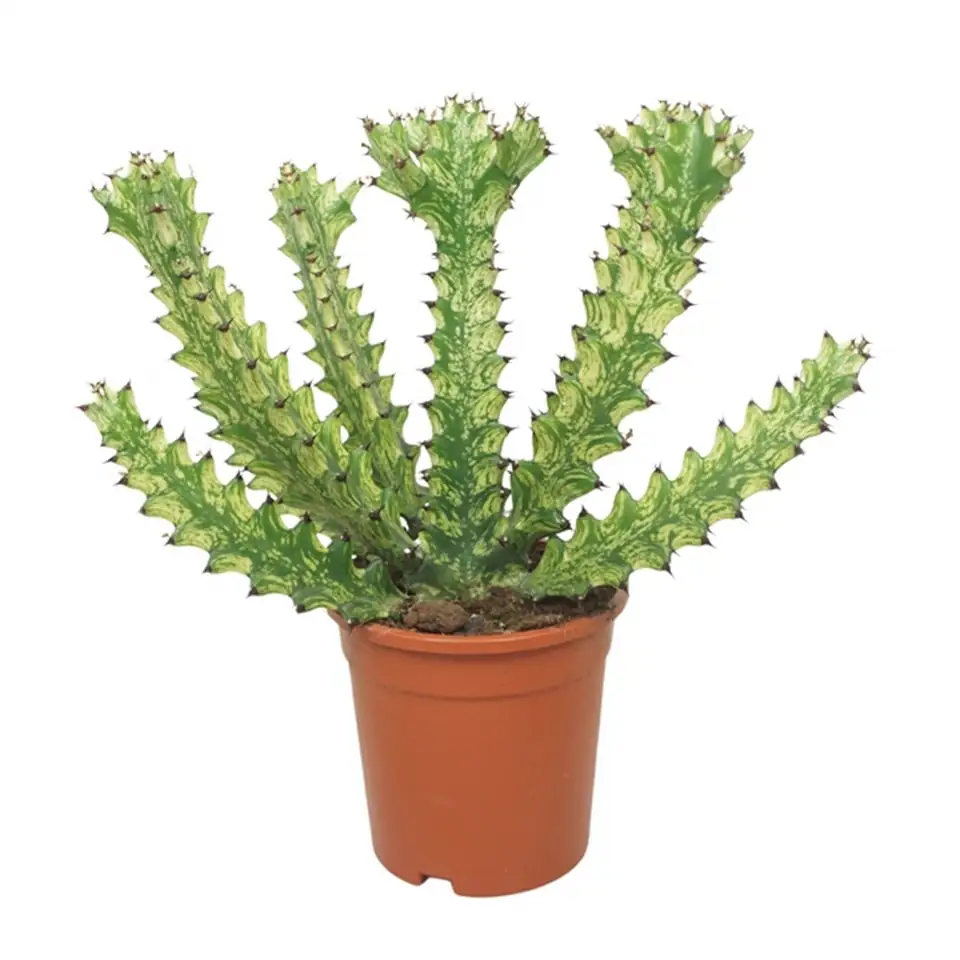 Еуфорбиа D17 H40 - Euphorbia Mayuranthii variegata