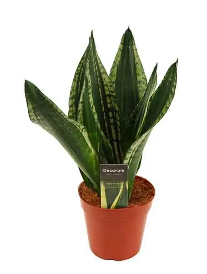 Сансевиера D14 H40 - Sanseviera Silver Flame