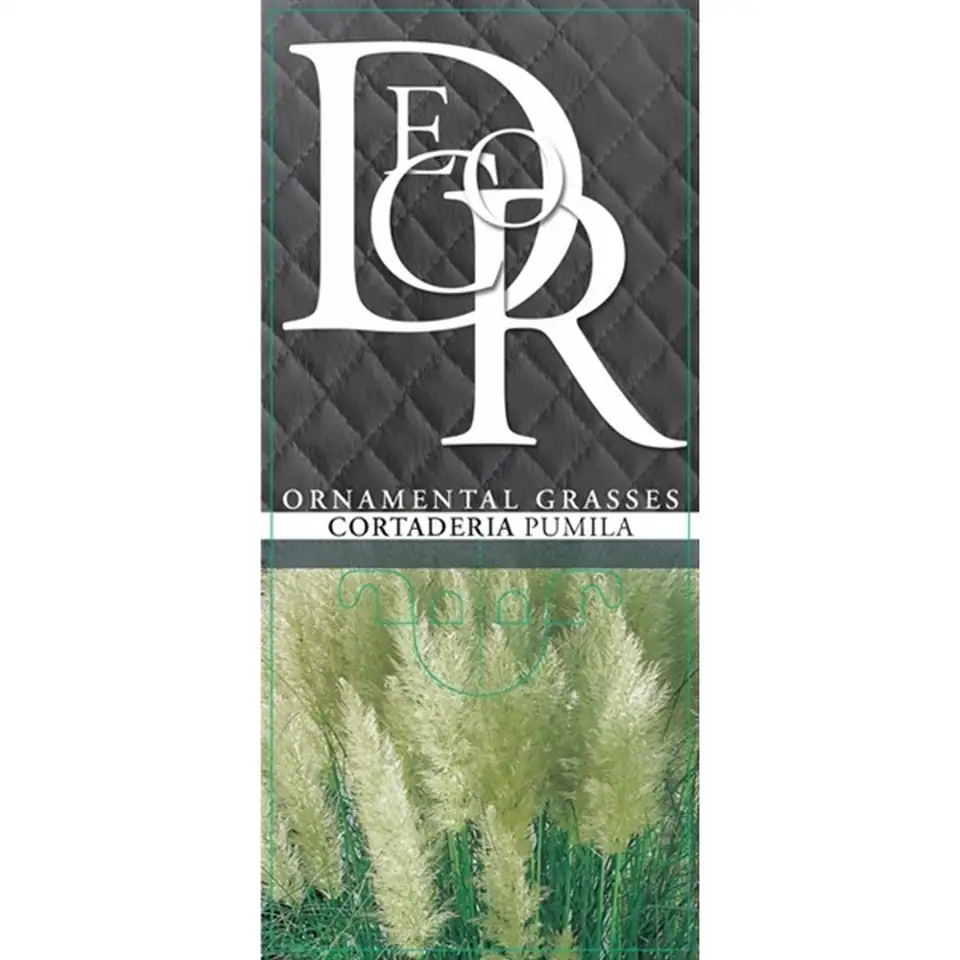 Кортадерия D23 H50 - Cortaderia Selloana - Image 2