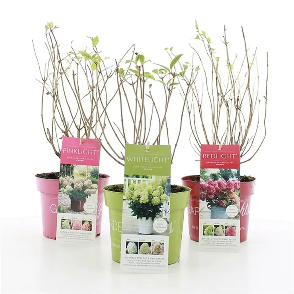 Хортензия D17 H30 - Hydrangea paniculata Garden Lights