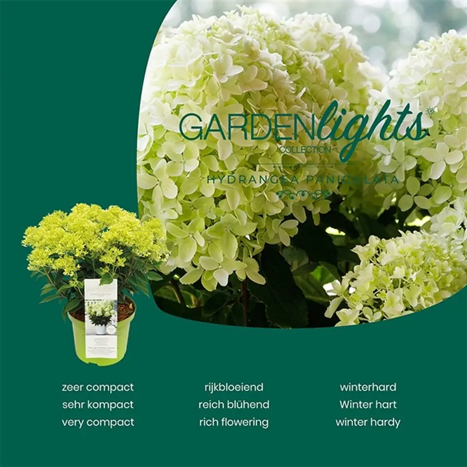 Хортензия D17 H30 - Hydrangea paniculata Garden Lights - Image 2