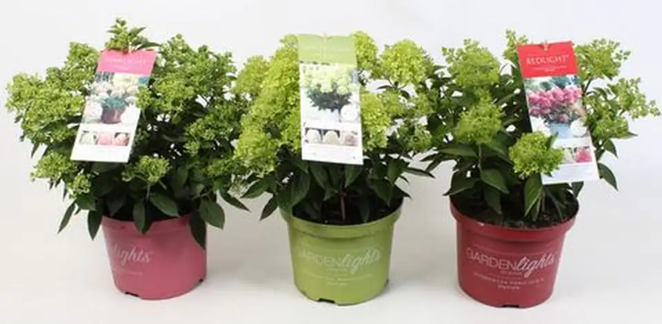Хортензия D17 H30 - Hydrangea paniculata Garden Lights - Image 3