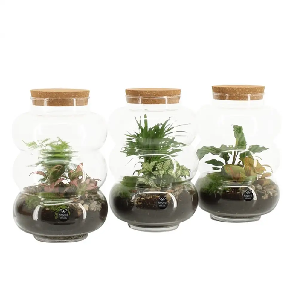 Растения в стъклен съд D17 H25 екосистема - Terrarium