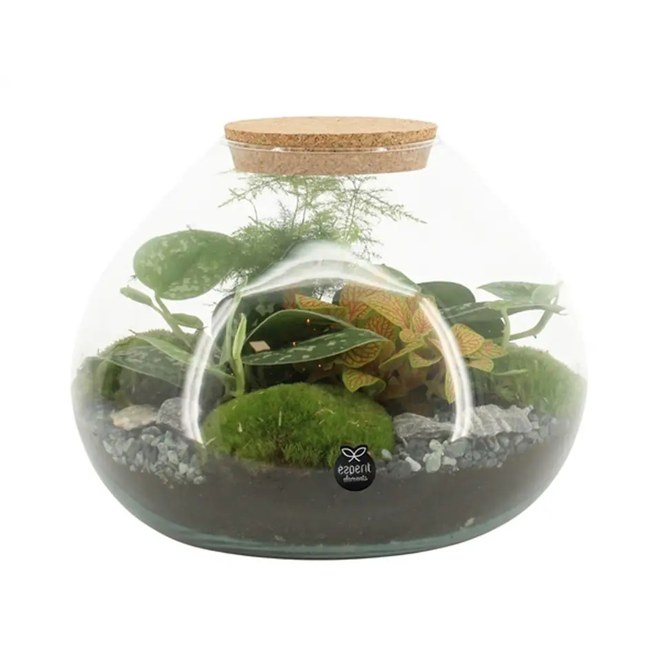 Растения в стъклен съд D25 H20 екосистема - Terrarium