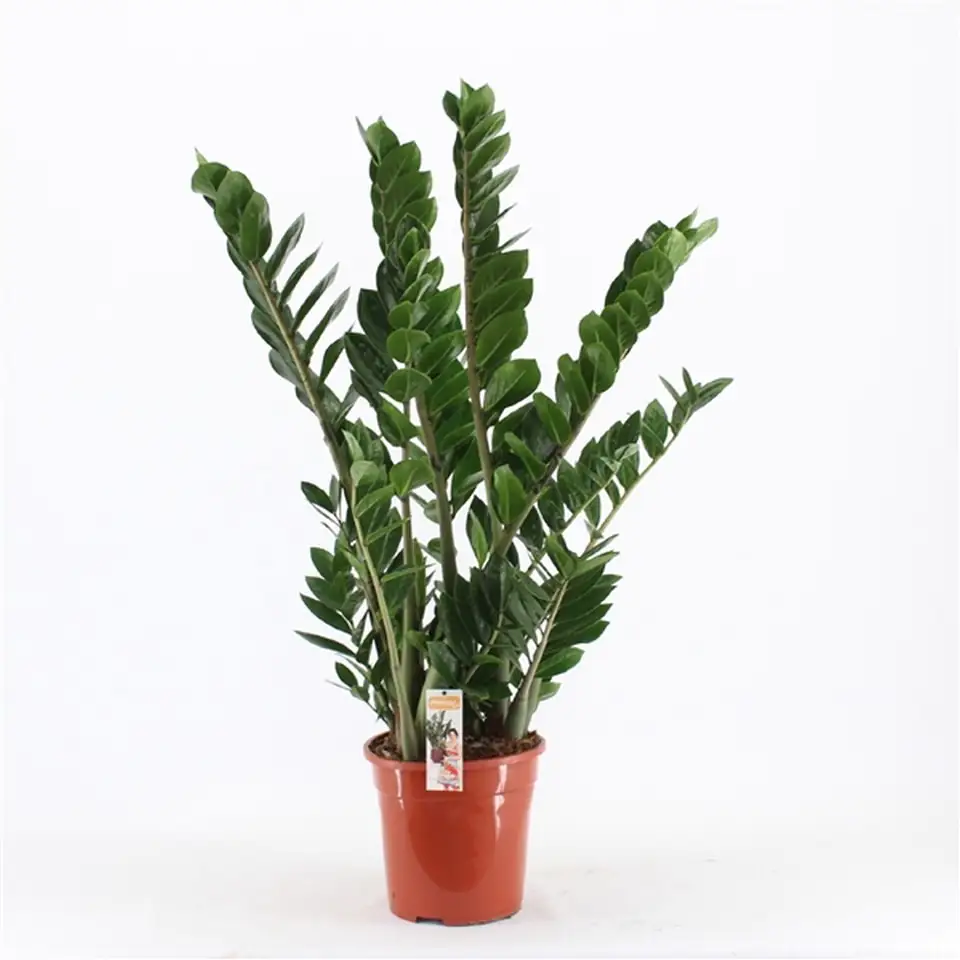 Замиокулкас D24 H110 - Zamioculcas Zamiifolia