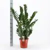 Замиокулкас D24 H110 - Zamioculcas Zamiifolia - Image 2