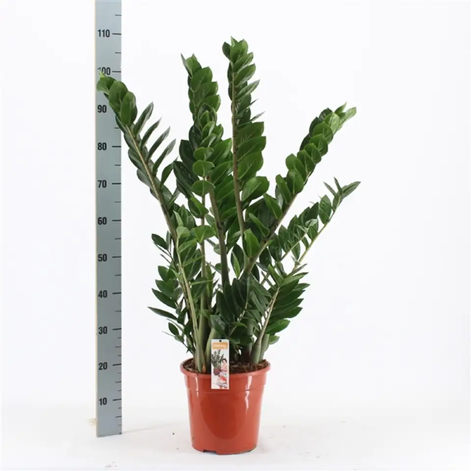 Замиокулкас D24 H110 - Zamioculcas Zamiifolia - Image 2