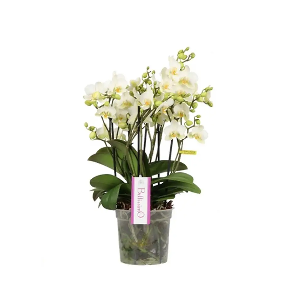 Орхидея D15 H50 - Phalaenopsis Bellissimo Bella