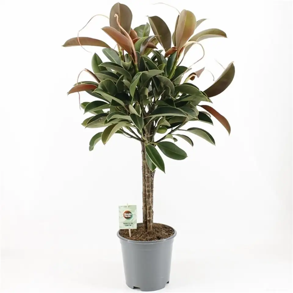 Фикус D21 H95 - Ficus Elastica Melany