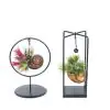 Тиландзия D10 H25-30 - Tillandsia arrangement