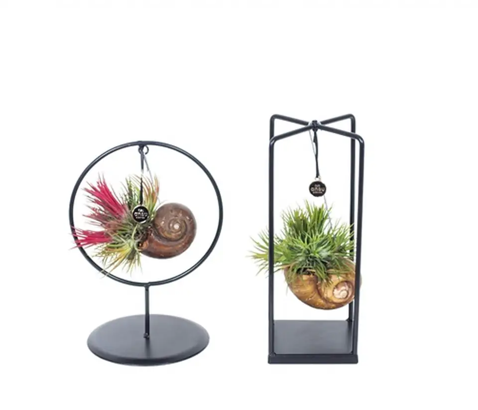Тиландзия D10 H25-30 - Tillandsia arrangement