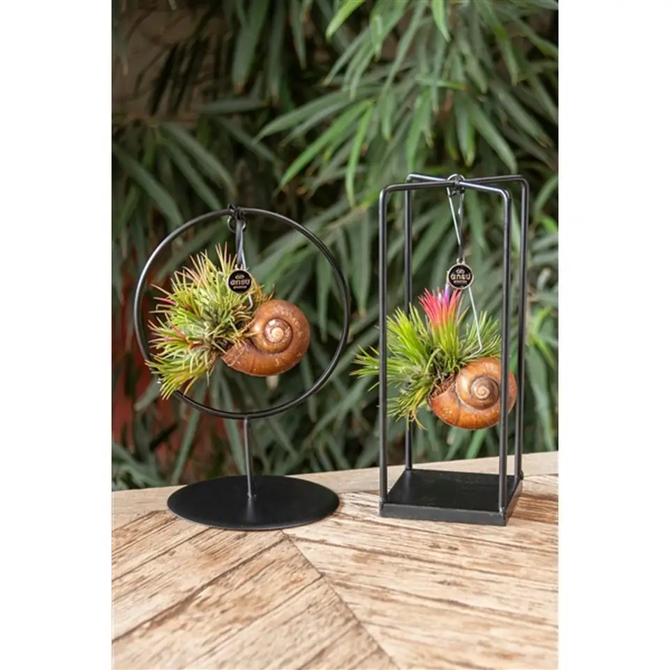 Тиландзия D10 H25-30 - Tillandsia arrangement - Image 2