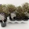 Мюленбекия D13 H15 - Muehlenbeckia Complexa Maori
