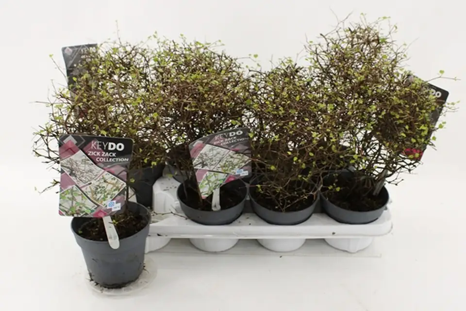 Мюленбекия D13 H15 - Muehlenbeckia Complexa Maori