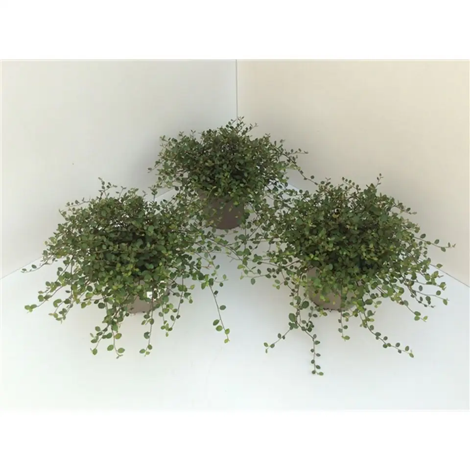 Мюленбекия D13 H15 - Muehlenbeckia Complexa Maori - Image 2