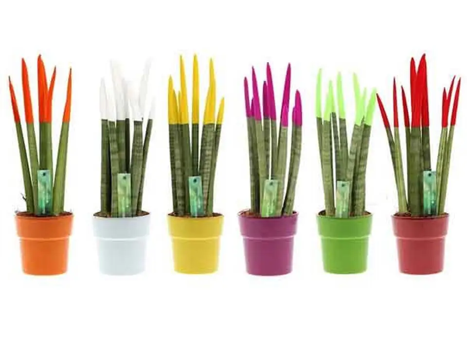 Сансевиера D12 H45 - Sanseviera Spaghetti